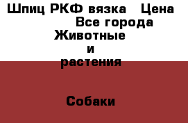 Шпиц РКФ вязка › Цена ­ 4 000 - Все города Животные и растения » Собаки   . Адыгея респ.